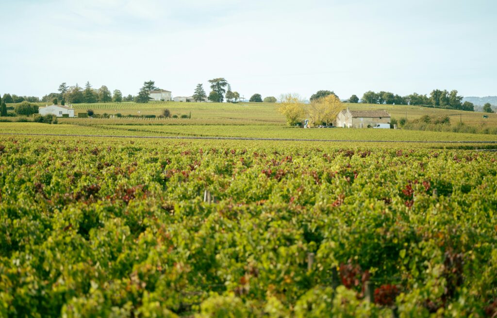 A vineyard in Bordeaux, France.