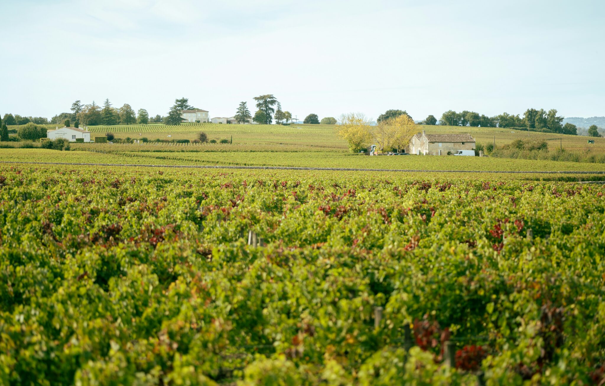 A vineyard in Bordeaux, France.